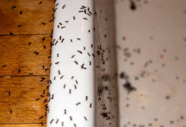 Best Emergency Pest Control  in Coon Rapids, MN