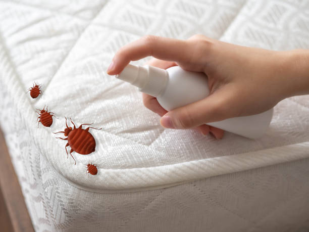 Best Flea Control Services  in Coon Rapids, MN
