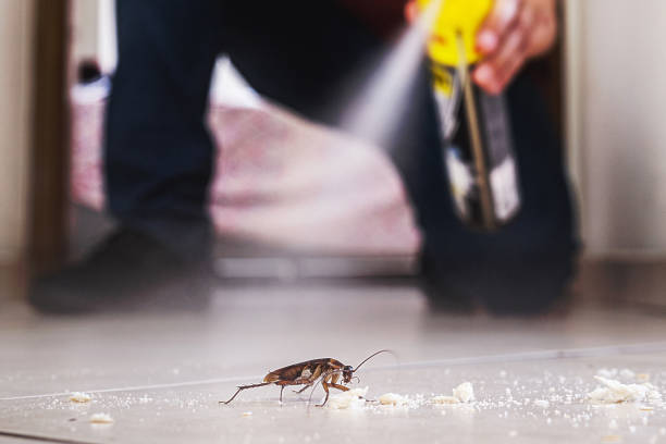 Wasp Removal Services in Coon Rapids, MN