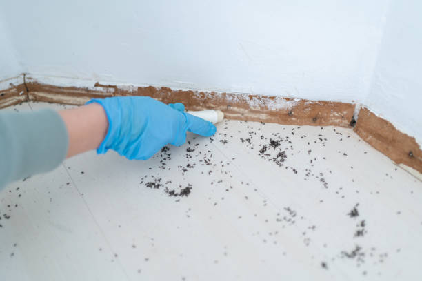 Best Affordable Pest Control Services  in Coon Rapids, MN